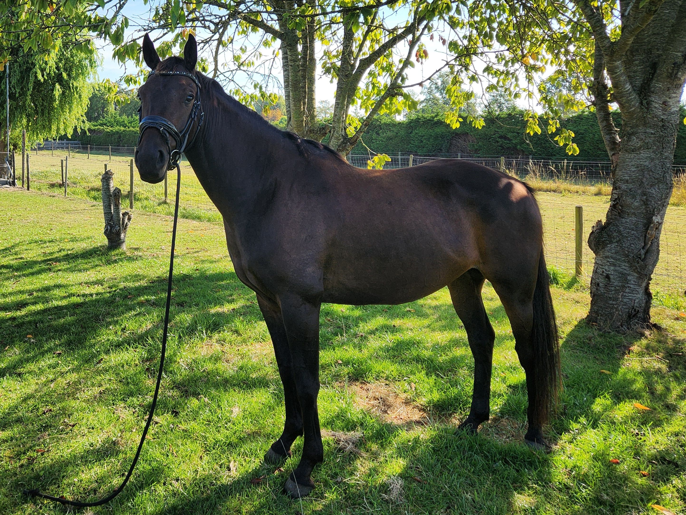 Knappe 6 jarige E pony