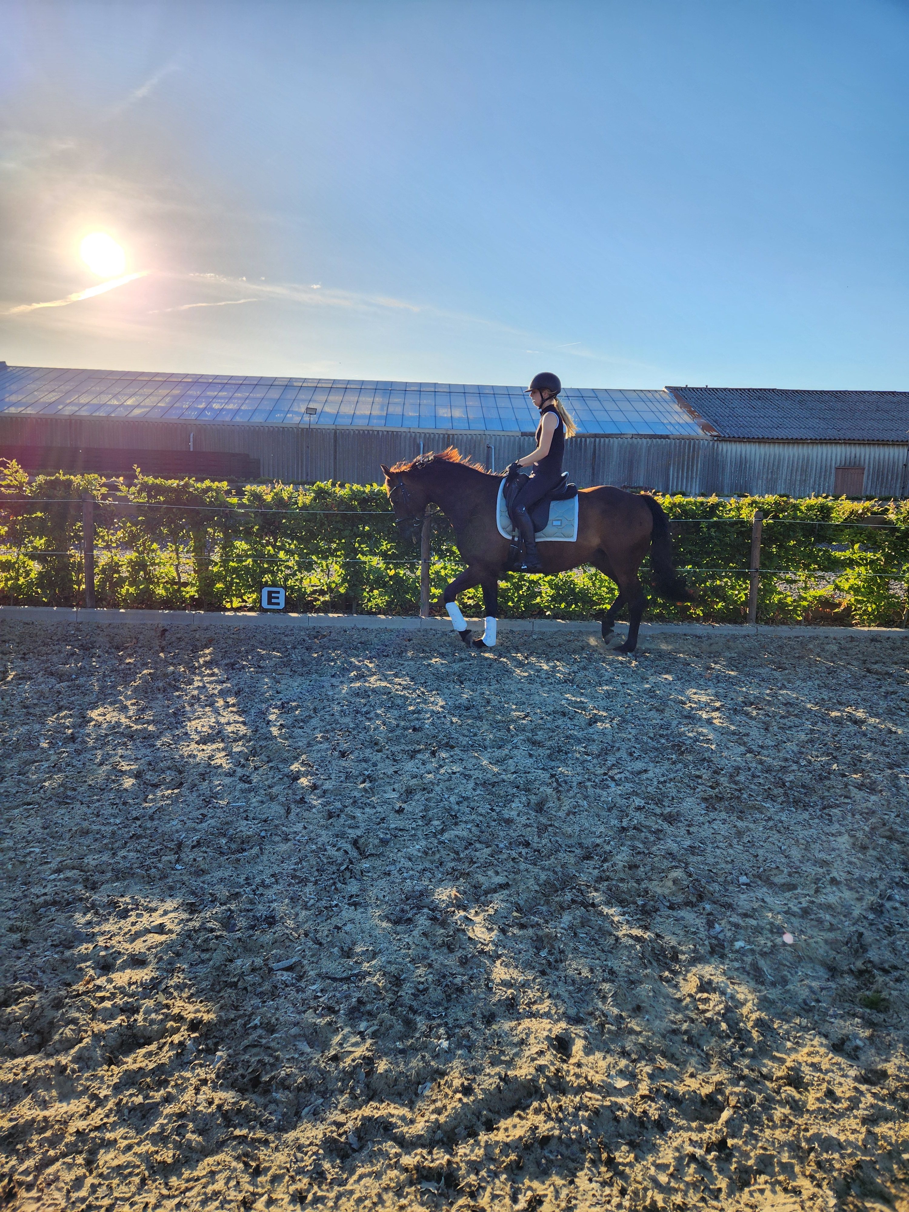 dressuurpony ruin 6 jaar donkerbruin te koop - Foto 4