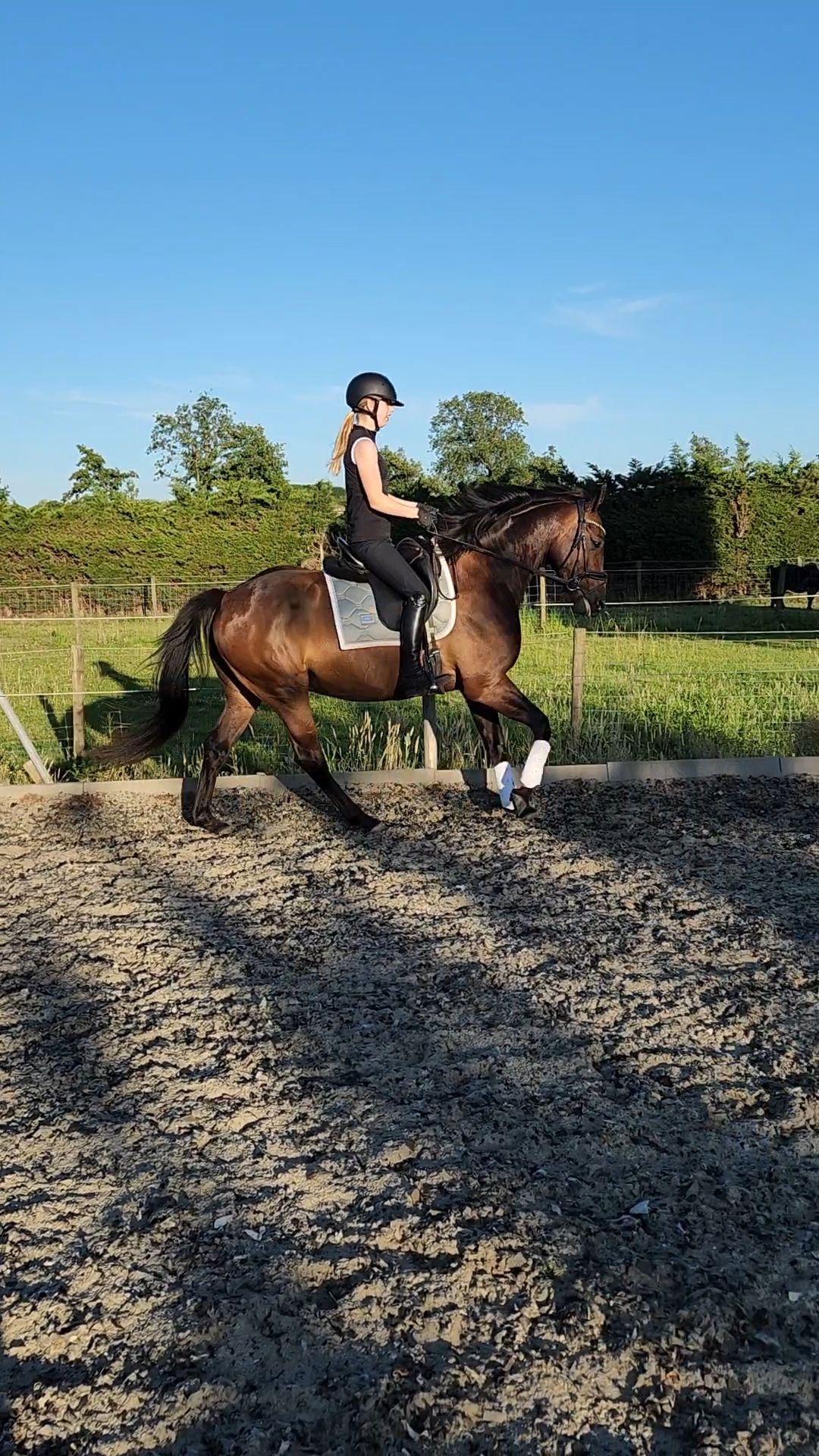 dressuurpony ruin 6 jaar donkerbruin te koop - Foto 2