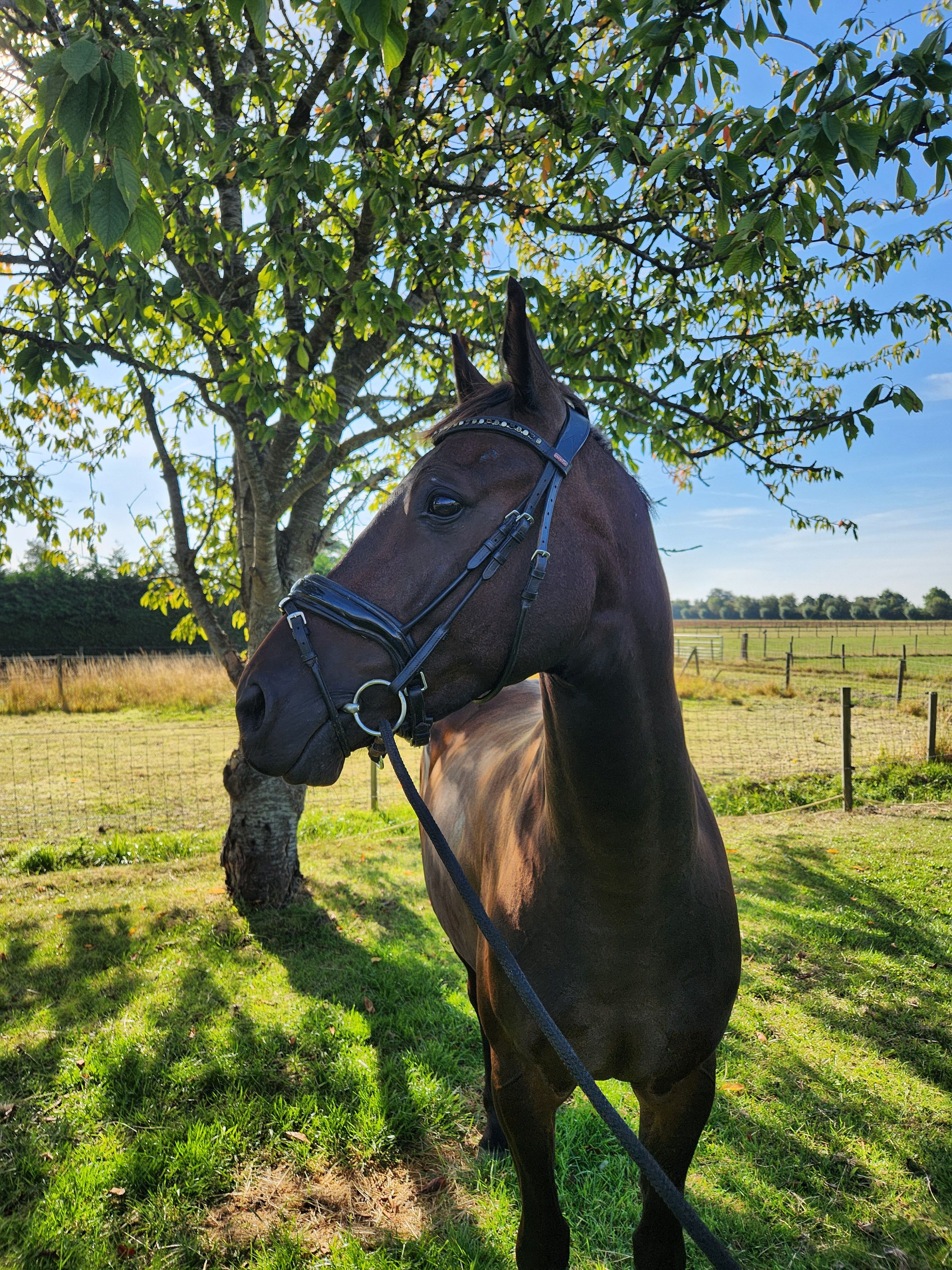 dressuurpony ruin 6 jaar donkerbruin te koop - Foto 6