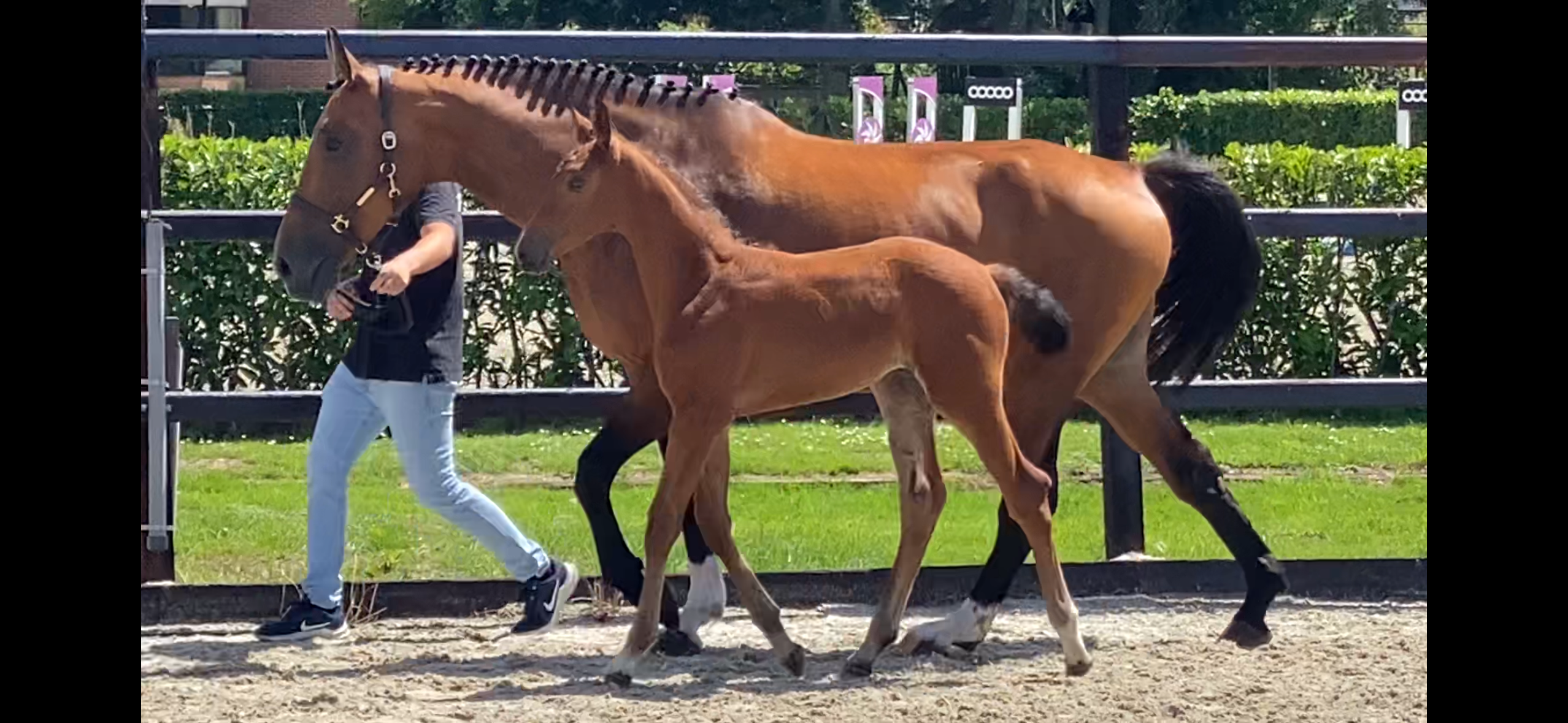 Interesting broodmare!!