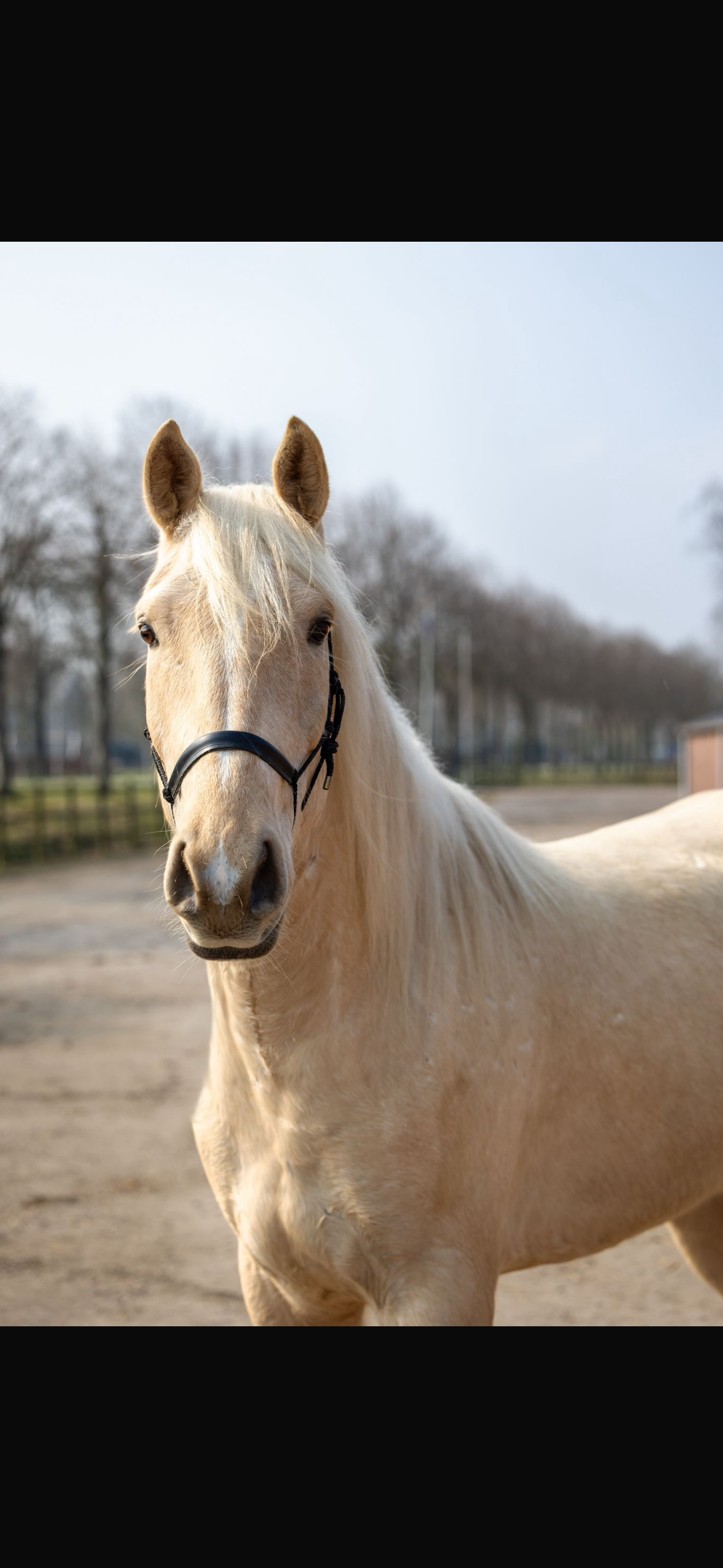 ander dressuurpaard ruin 5 jaar palomino te koop - Hoofdfoto
