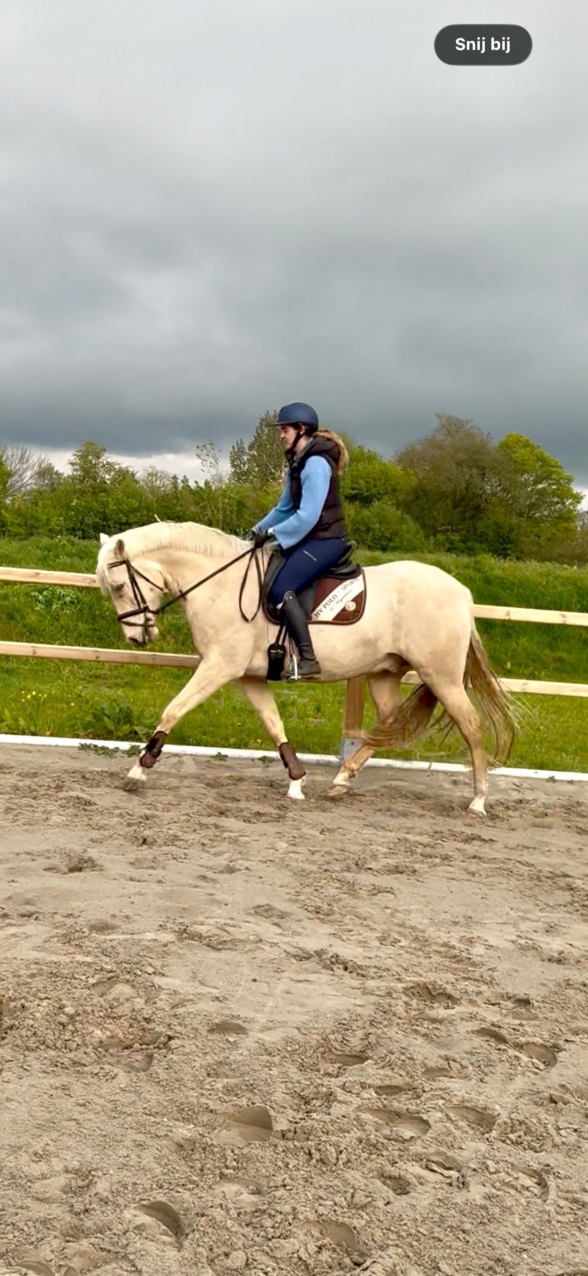 ander dressuurpaard ruin 5 jaar palomino te koop - Foto 2