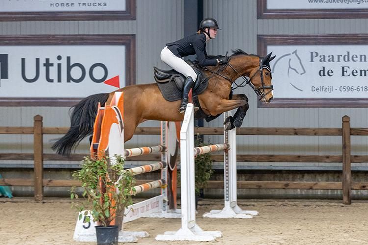 Te koop: Talentvolle 5-jarige springmerrie | Liamant W × Indoctro