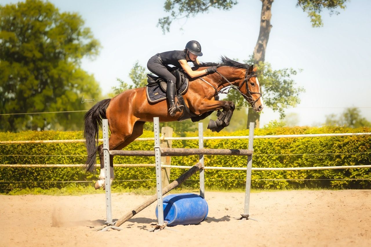 kwpn springpaard merrie 5 år bruin till salu - Foto 2