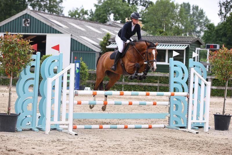 kwpn springpaard merrie 5 år bruin till salu - Foto 3