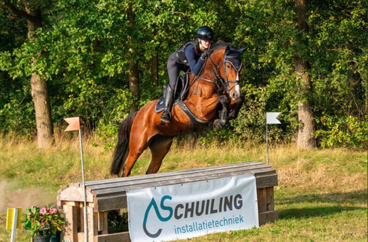 kwpn springpaard merrie 5 år bruin till salu - Foto 4