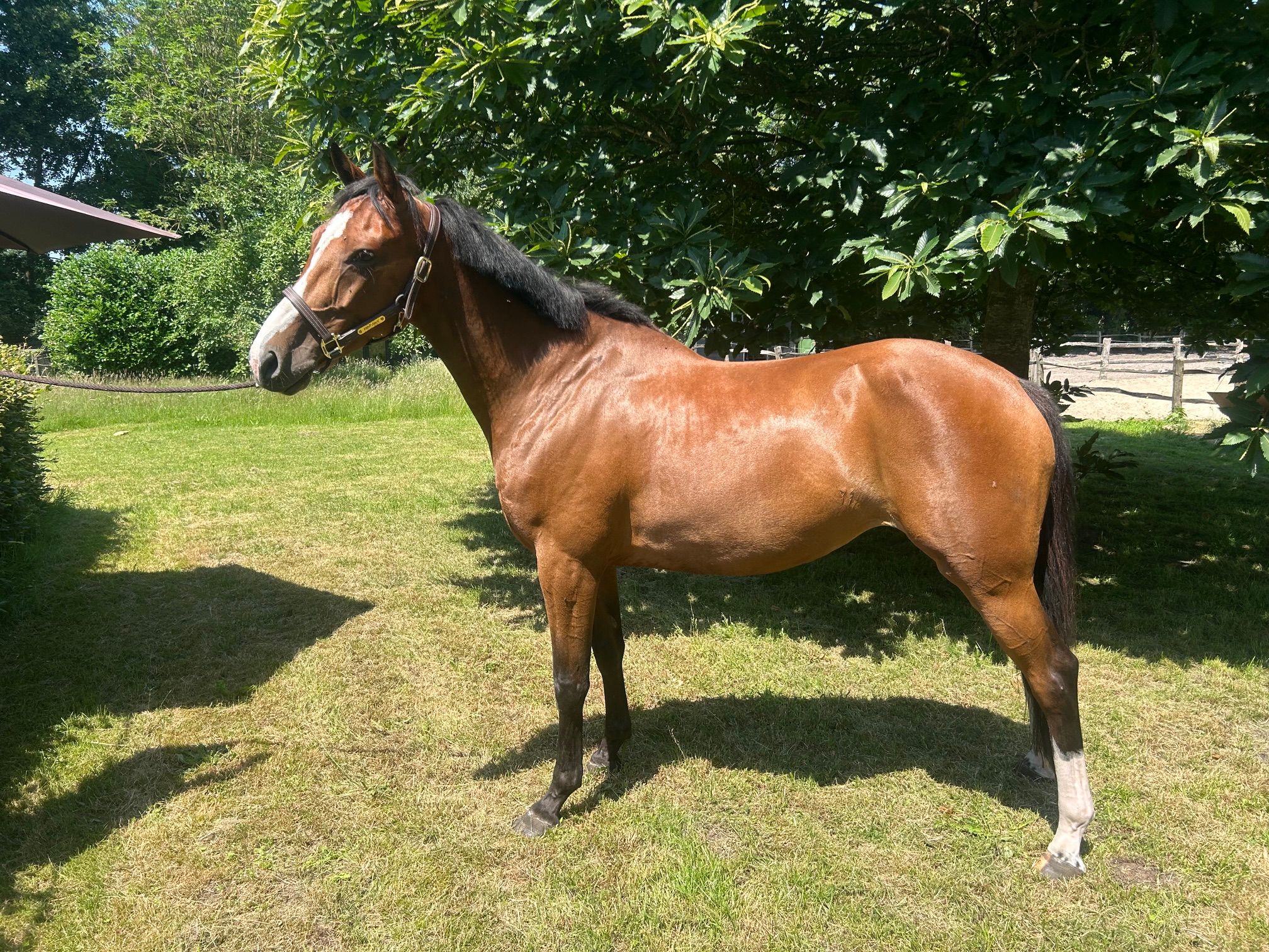 kwpn springpaard merrie 5 år bruin till salu - Foto 5