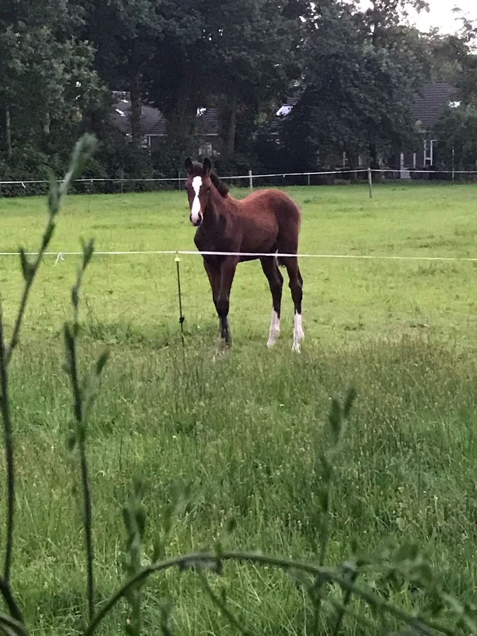 kwpn springpaard merrie 5 år bruin till salu - Foto 6