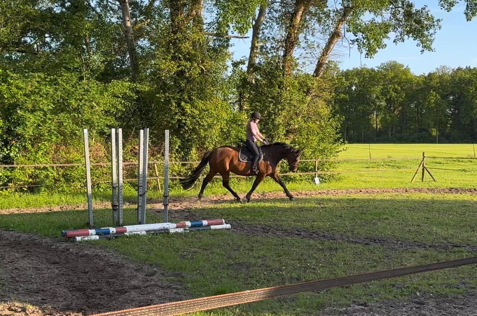 kwpn allrounder merrie 12 jaar bruin te koop - Foto 2