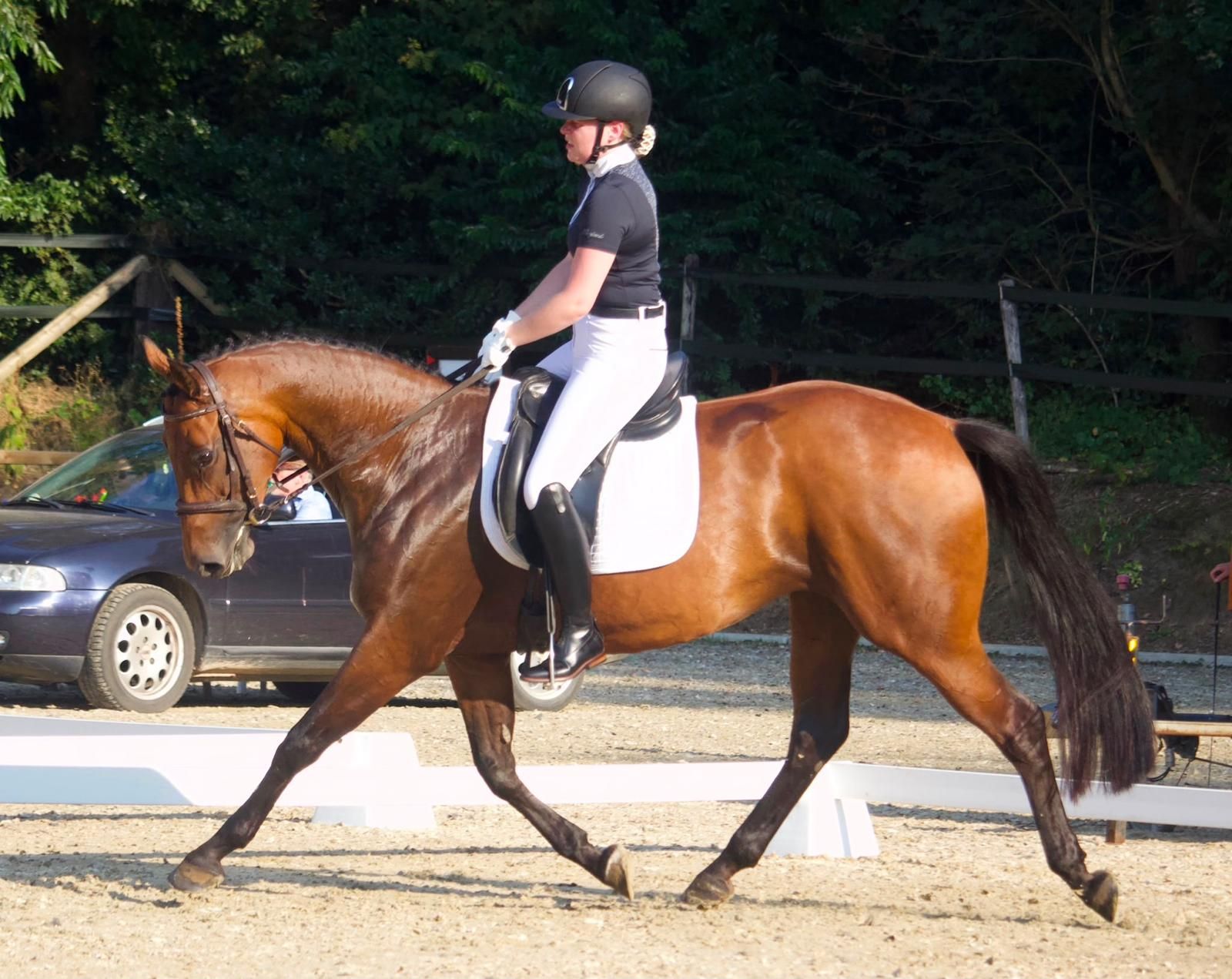 kwpn allrounder merrie 12 jaar bruin te koop - Foto 3