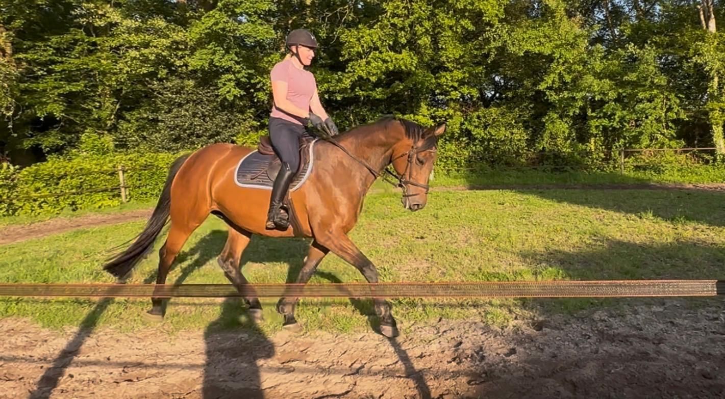 kwpn allrounder merrie 12 jaar bruin te koop - Foto 5