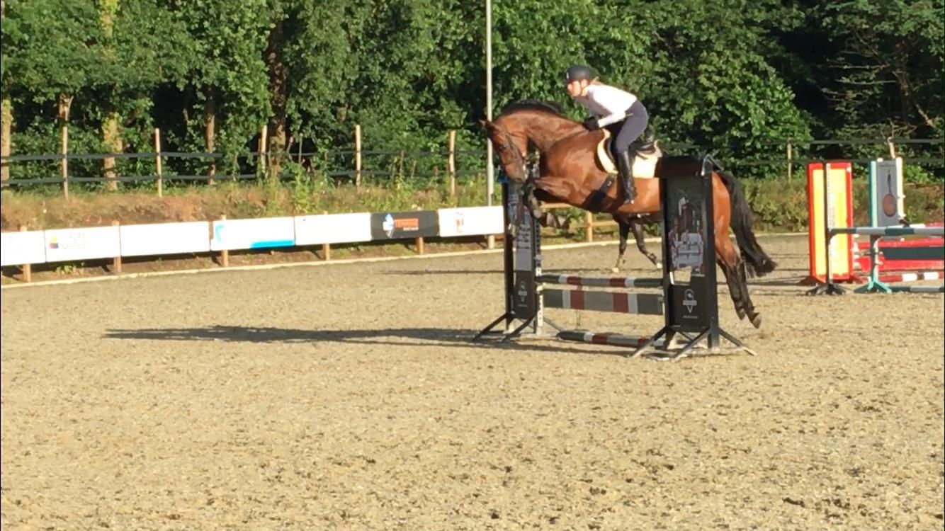 kwpn allrounder merrie 12 jaar bruin te koop - Foto 4