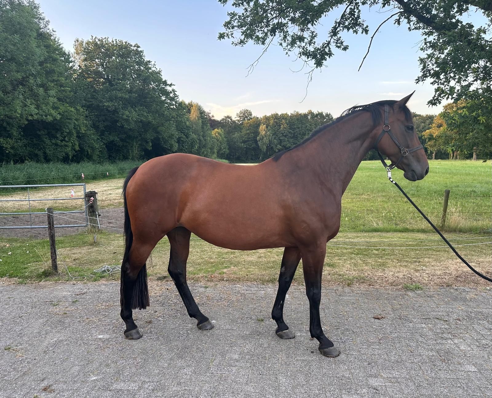 Fattrice Elite di 12 anni, EPTM (84.5 punti, SPR) Prok Zavall VDL x Lupicor