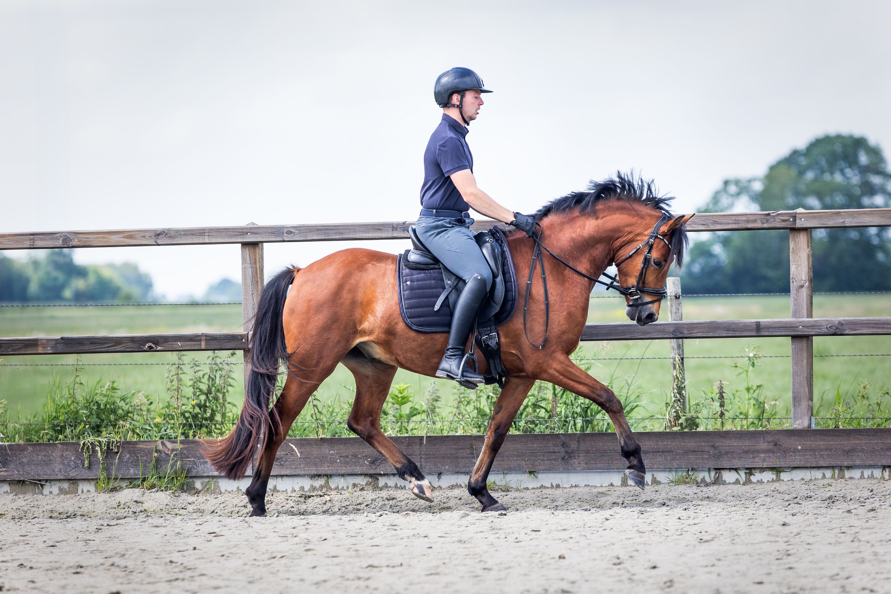 duitse-rijpony dressuurpony ruin 3 歳 bruin 売り出し中 - 写真 3