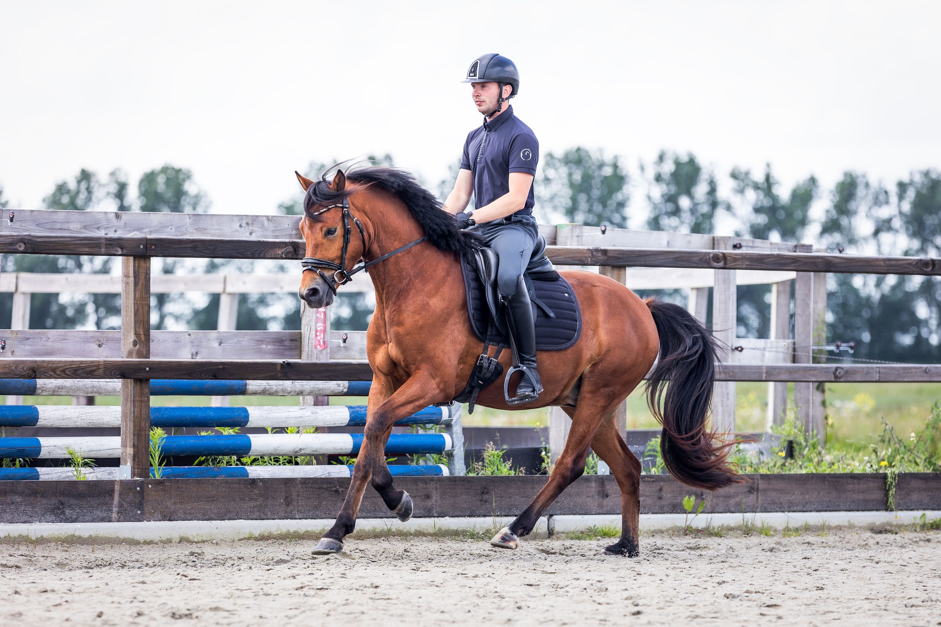 duitse-rijpony dressuurpony ruin 3 歳 bruin 売り出し中 - 写真 4