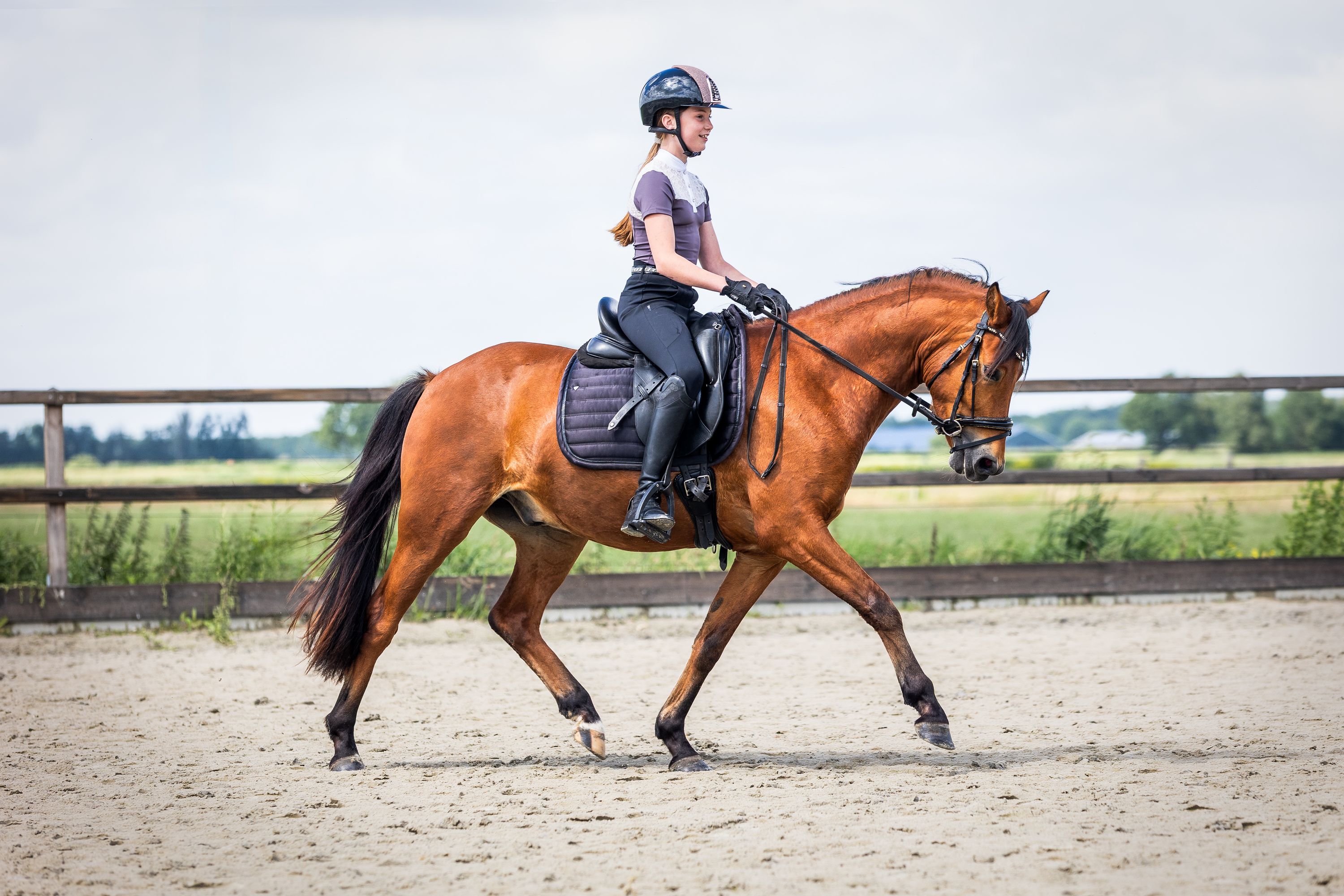 duitse-rijpony dressuurpony ruin 3 歳 bruin 売り出し中 - 写真 5