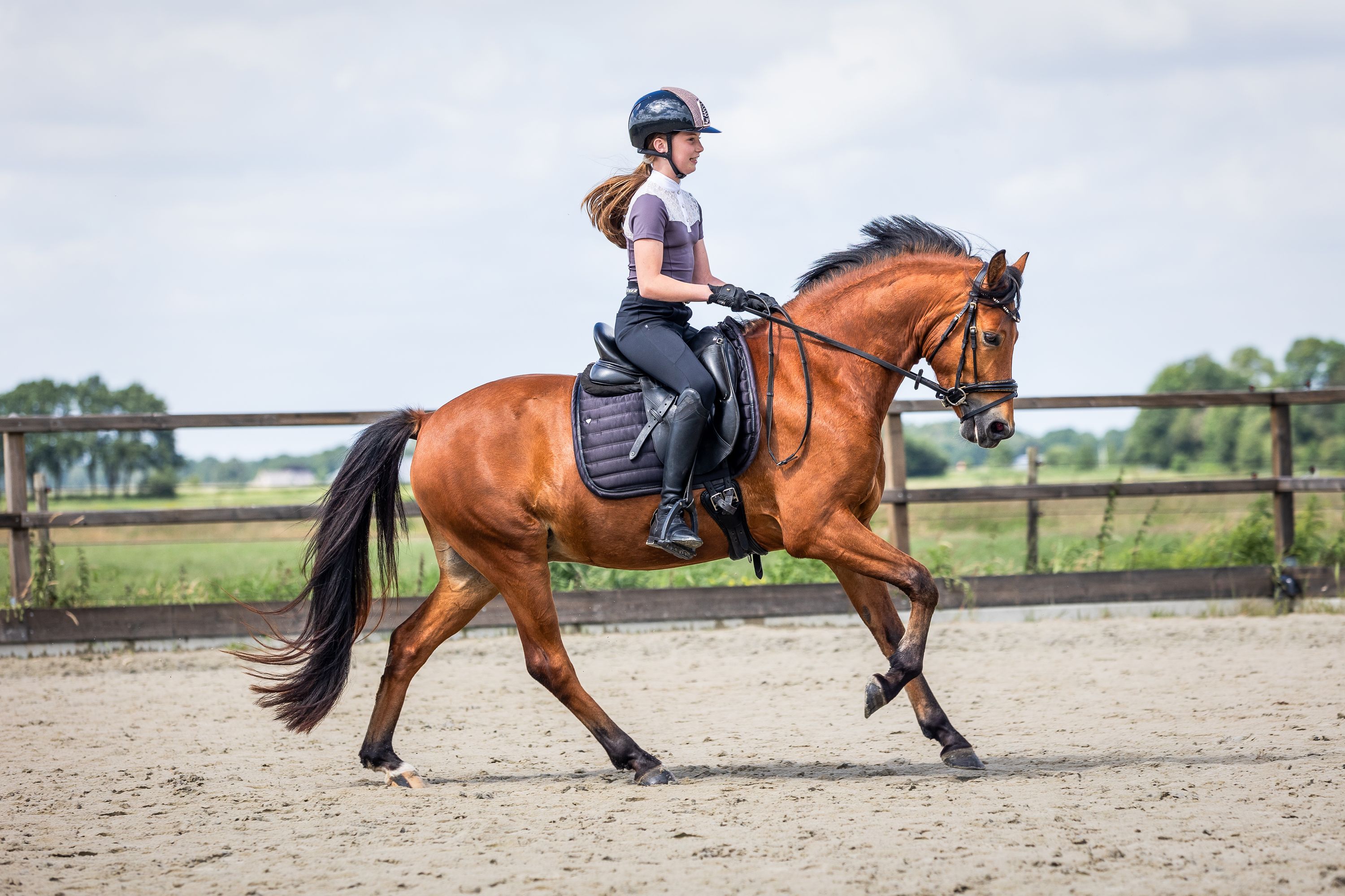 duitse-rijpony dressuurpony ruin 3 歳 bruin 売り出し中 - 写真 2