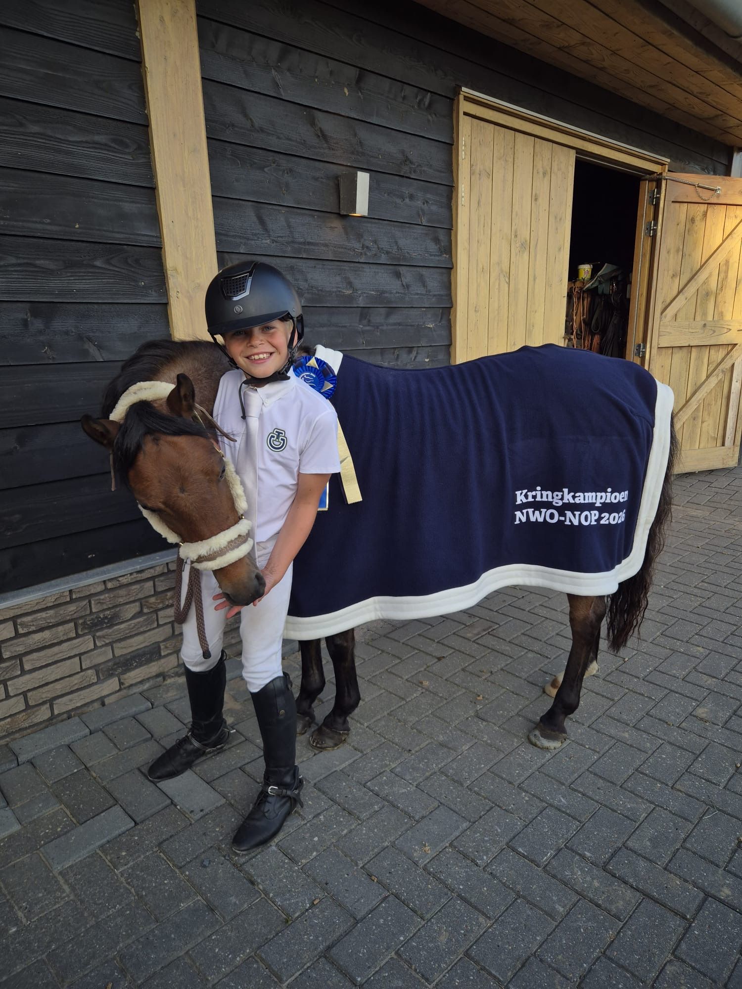 welsh-cob allround-pony merrie 11 år roan til salg - Foto 3