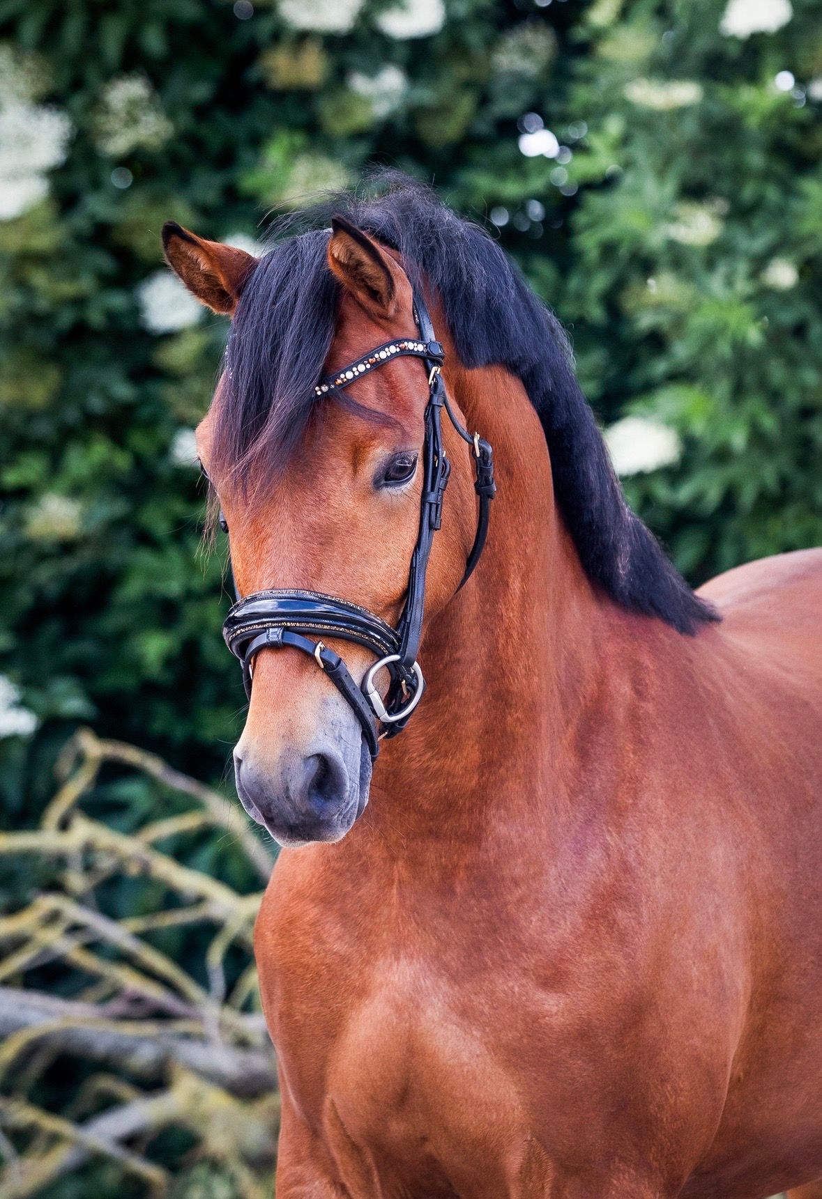 Fine 3-year-old D-pony gelding offered
