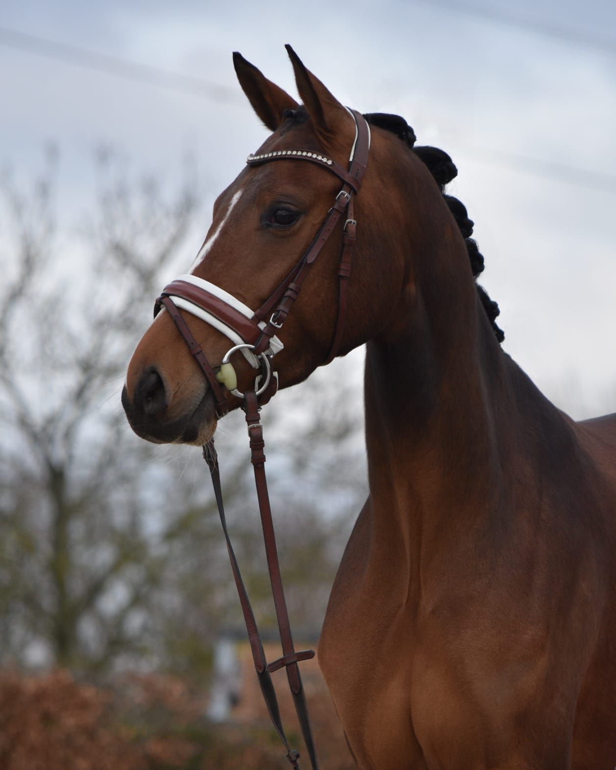 Secret x belissimo  dressuurpaard merrie 4 jaar donkerbruin te koop - Hoofdfoto