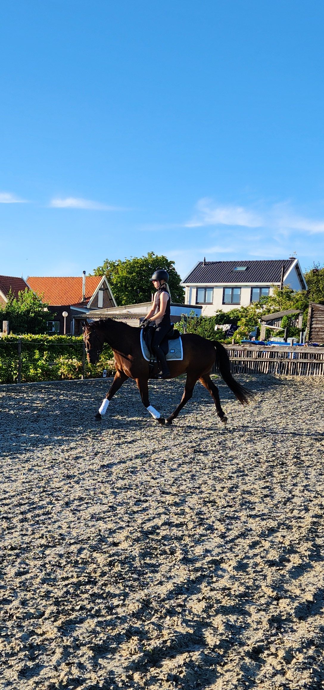 dressuurpony ruin 6 jaar donkerbruin te koop - Foto 5