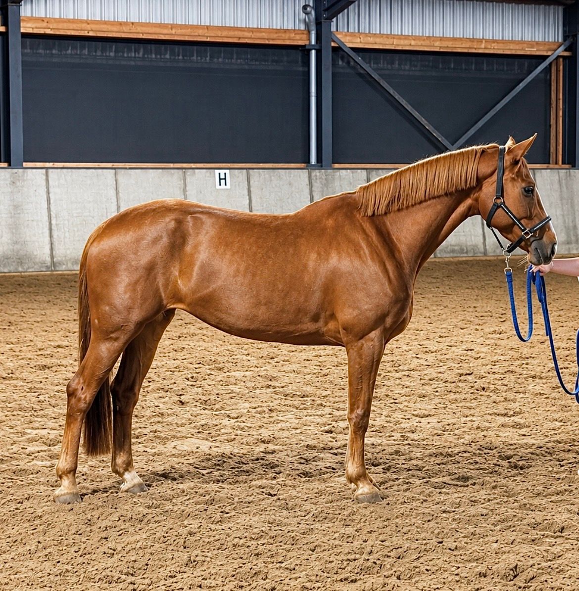 À vendre magnifique jument de 5 ans très sage