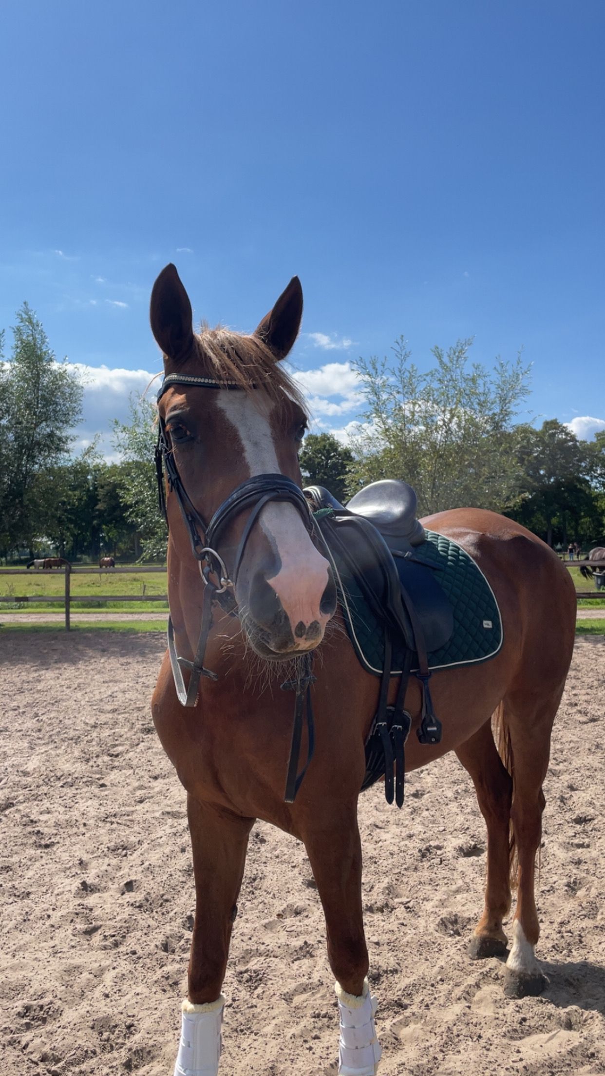 kwpn dressuurpaard merrie 5 years old vos for sale - Photo 3
