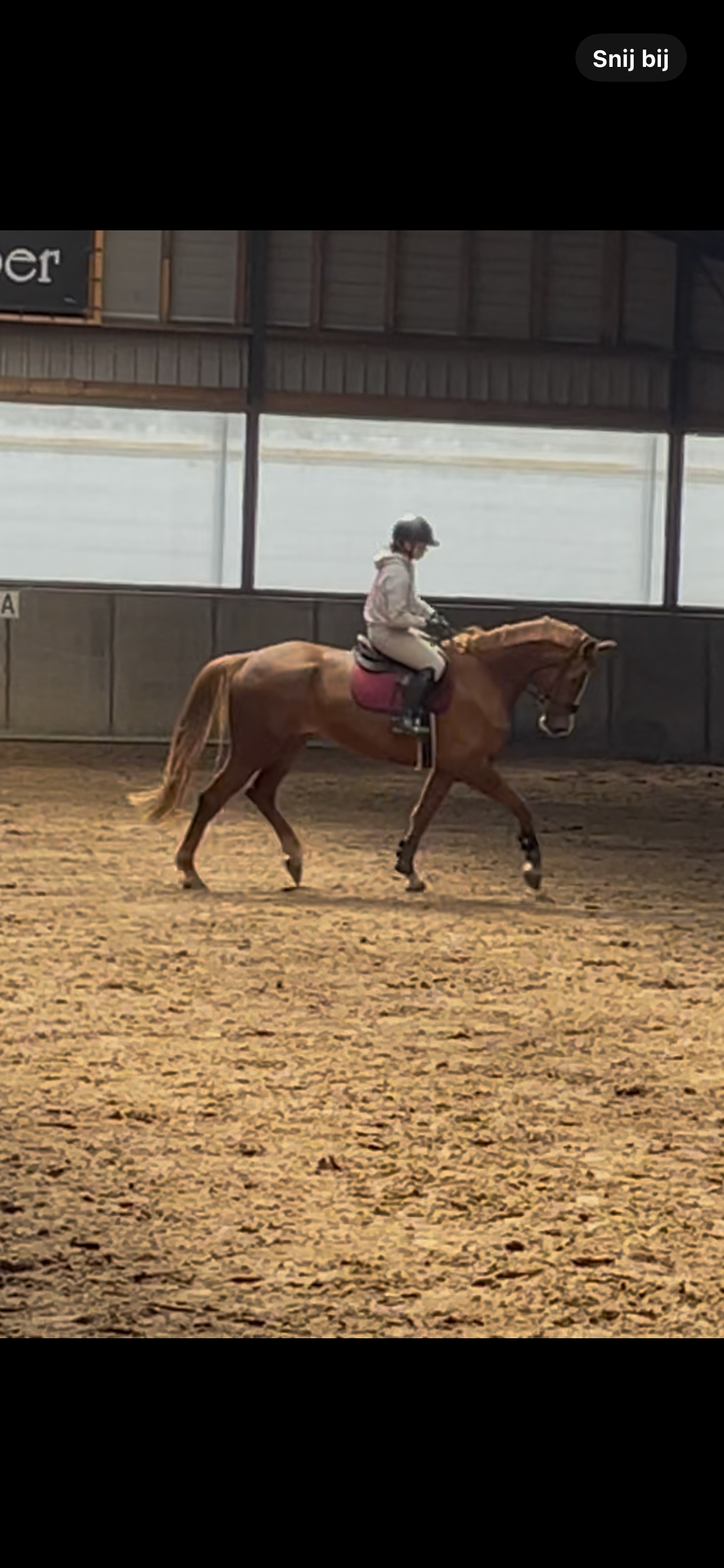 kwpn dressuurpaard merrie 5 years old vos for sale - Photo 5