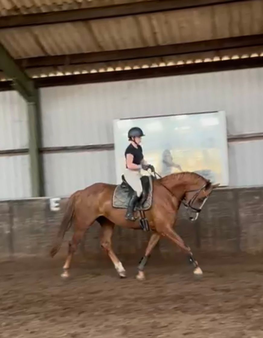 kwpn dressuurpaard merrie 5 years old vos for sale - Photo 4