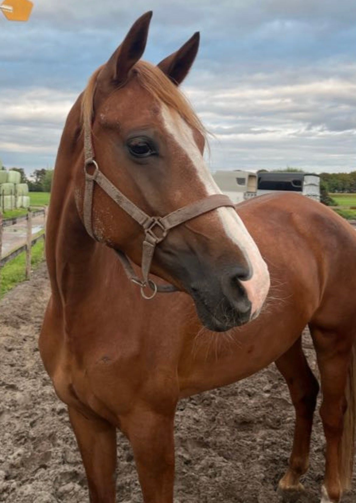 kwpn dressuurpaard merrie 5 years old vos for sale - Photo 6