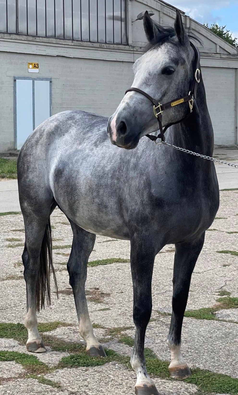 zangersheide springpaard merrie 5 jaar schimmel te koop - Hoofdfoto