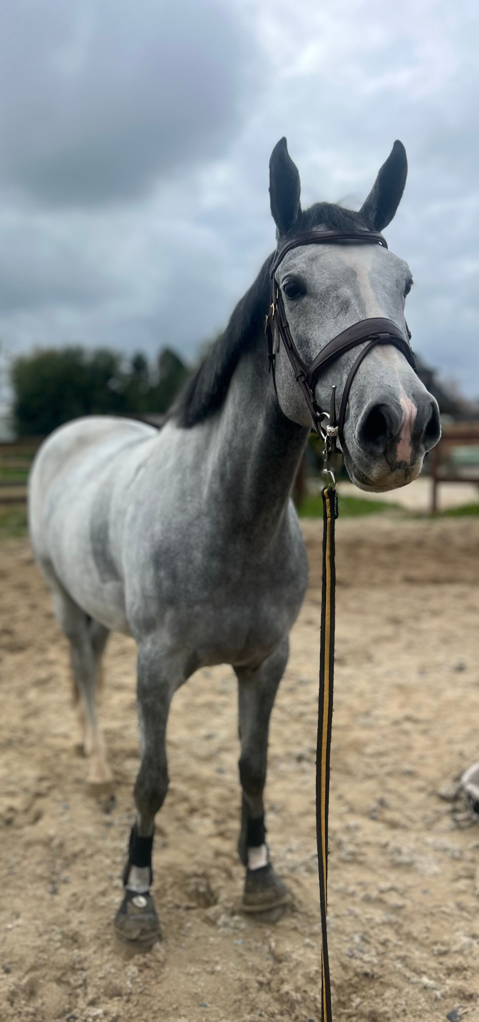 zangersheide springpaard merrie 5 jaar schimmel te koop - Foto 2