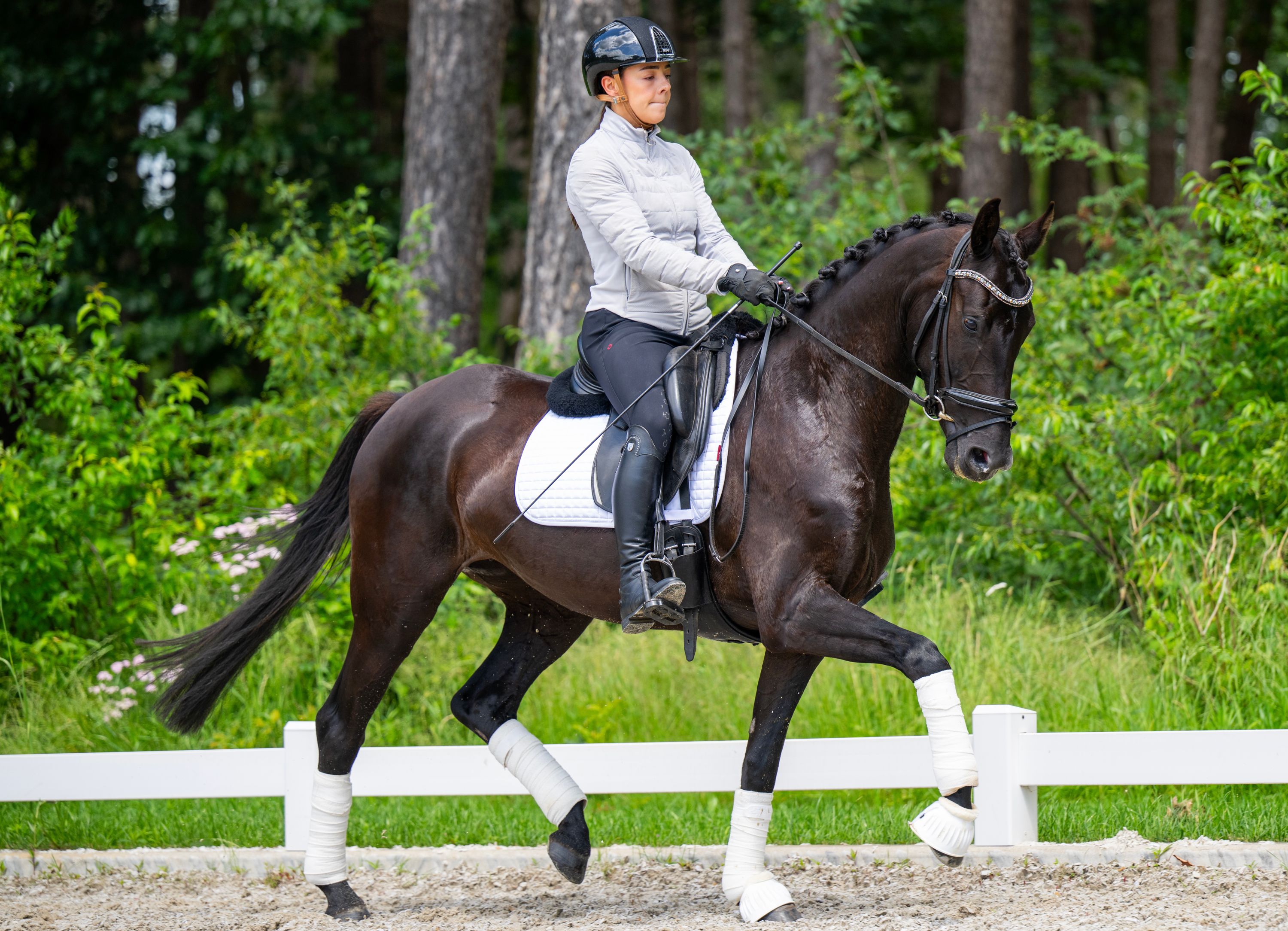 kwpn dressuurpaard merrie 4 jaar zwart te koop - Hoofdfoto