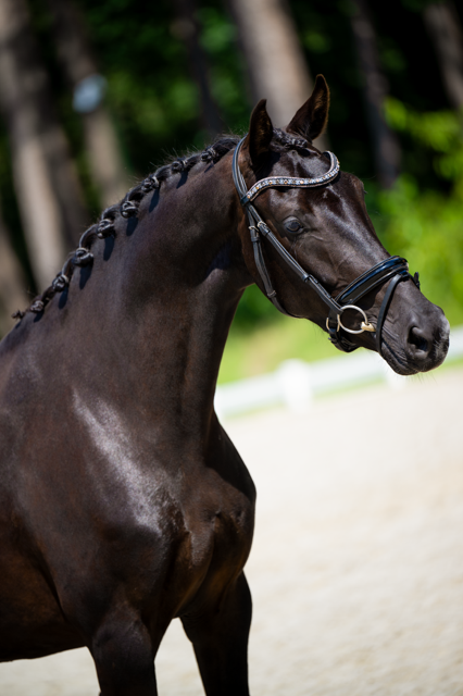 kwpn dressuurpaard merrie 4 jaar zwart te koop - Foto 2