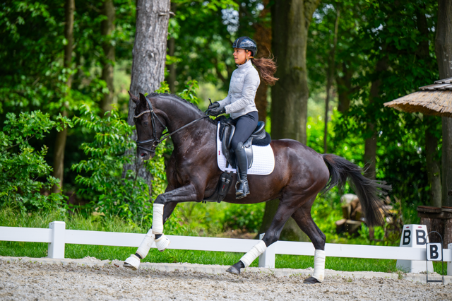 kwpn dressuurpaard merrie 4 jaar zwart te koop - Foto 3