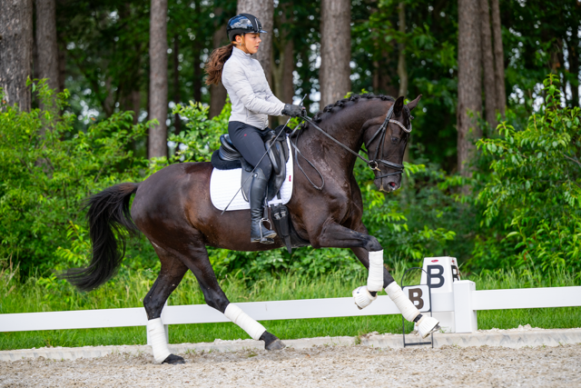 kwpn dressuurpaard merrie 4 jaar zwart te koop - Foto 4