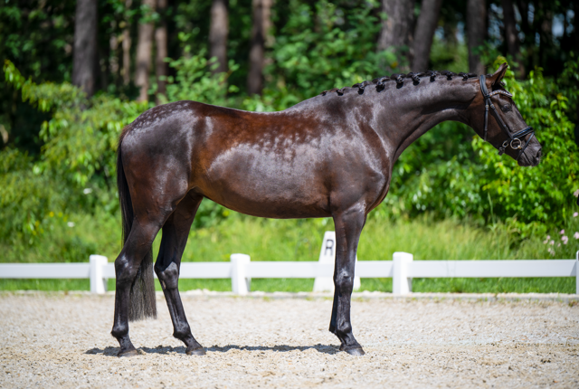 kwpn dressuurpaard merrie 4 jaar zwart te koop - Foto 5