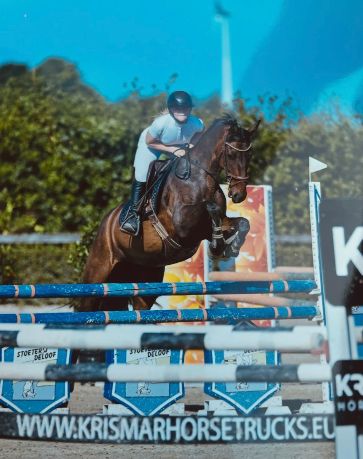 oldenburg allrounder merrie 13 years old donkerbruin for sale - Photo 2
