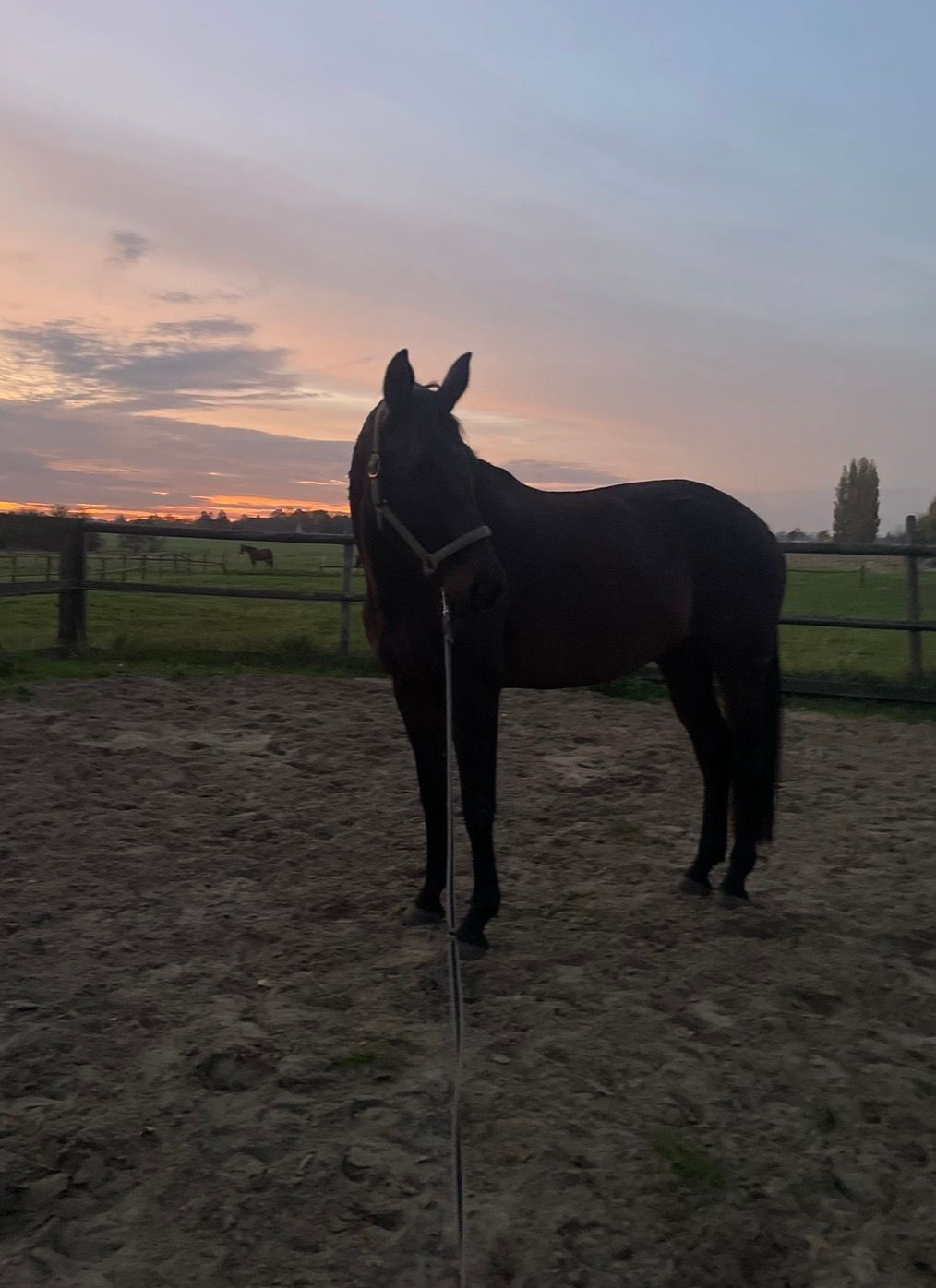 oldenburg allrounder merrie 13 years old donkerbruin for sale - Photo 6