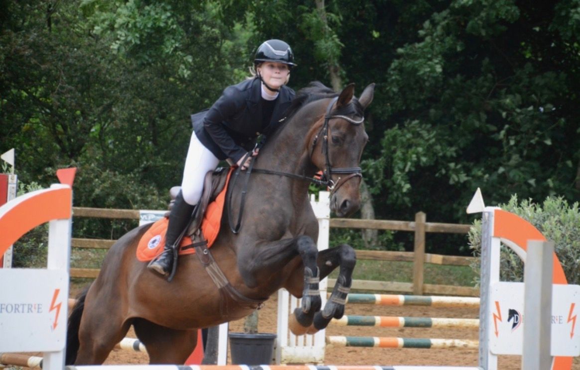 oldenburg allrounder merrie 13 years old donkerbruin for sale - Photo 4