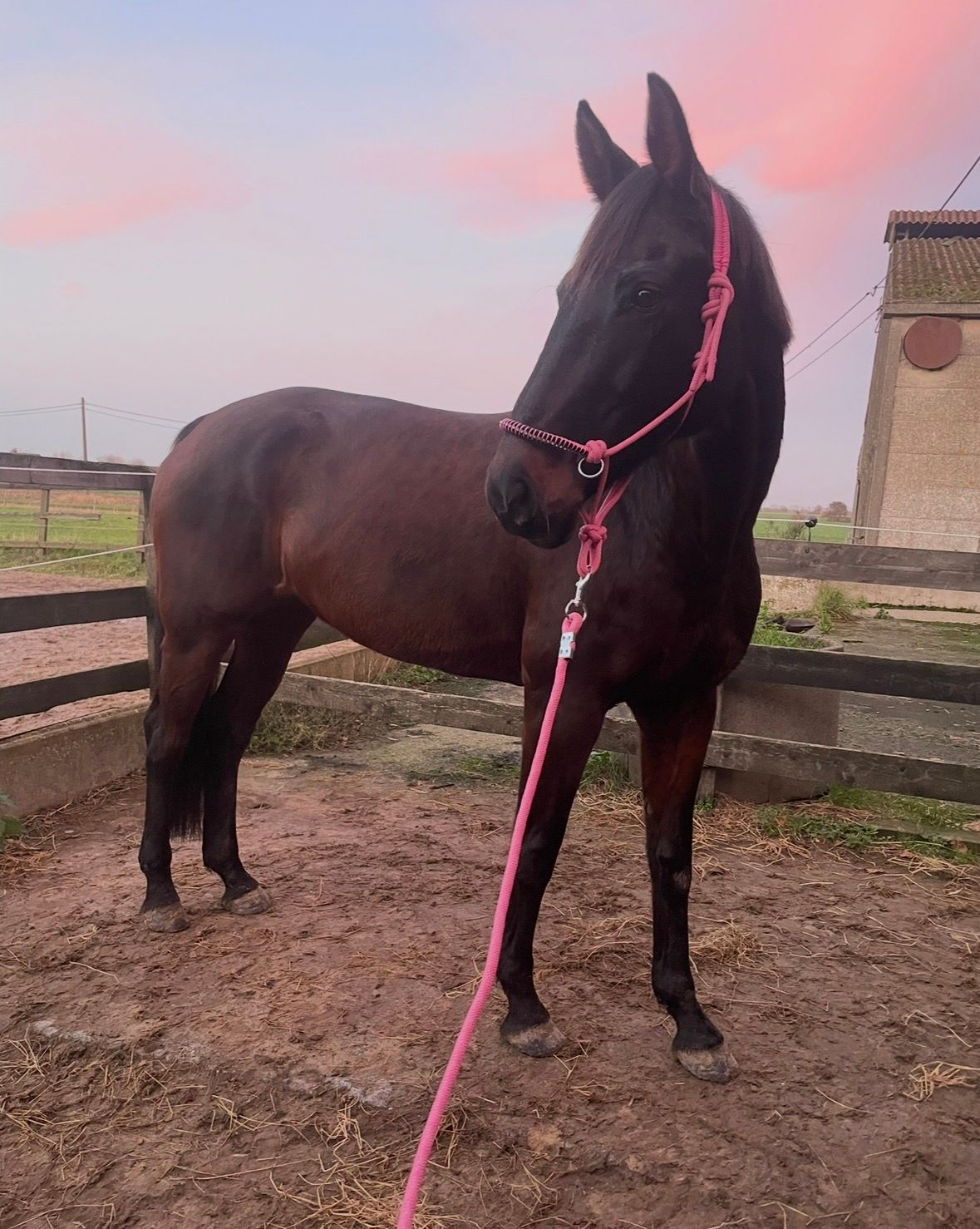 oldenburg allrounder merrie 13 years old donkerbruin for sale - Photo 5