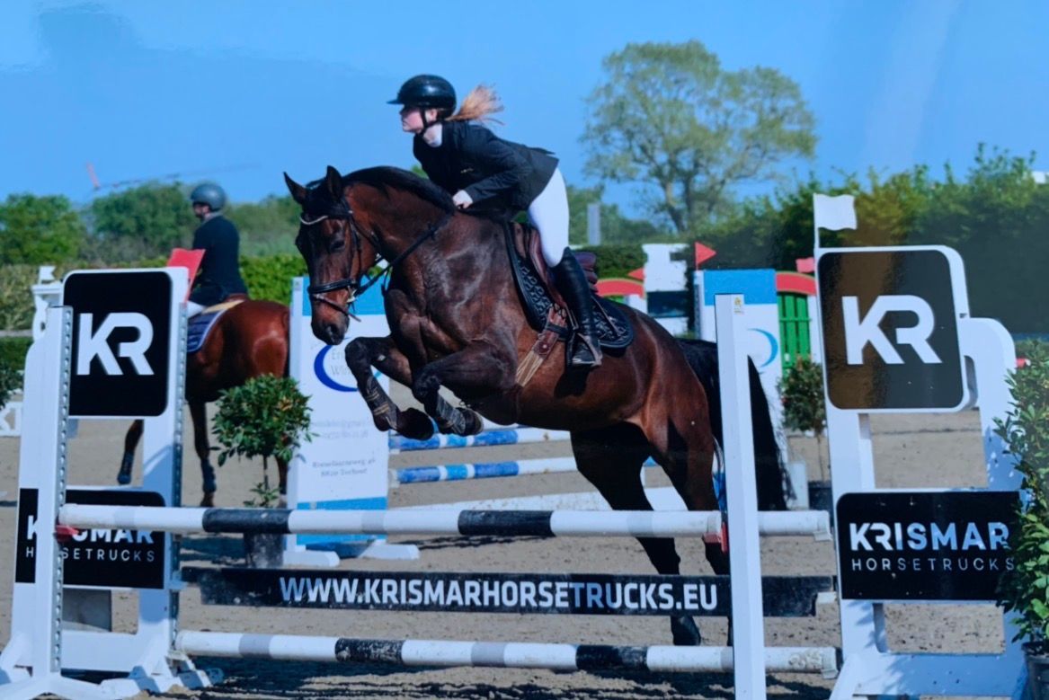 oldenburg allrounder merrie 13 years old donkerbruin for sale - Photo 3