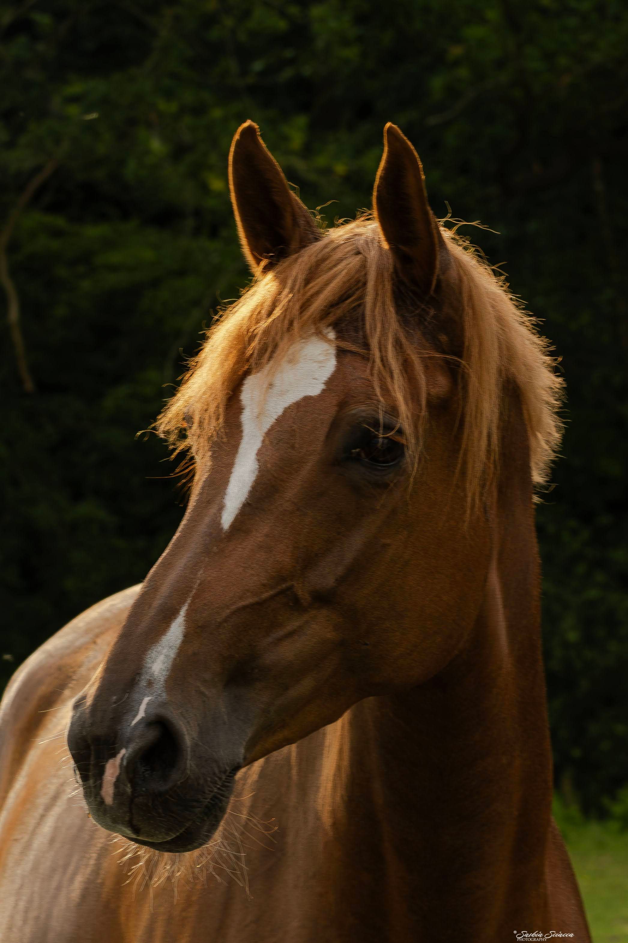 Sweet Zangersheide for recreation or breeding