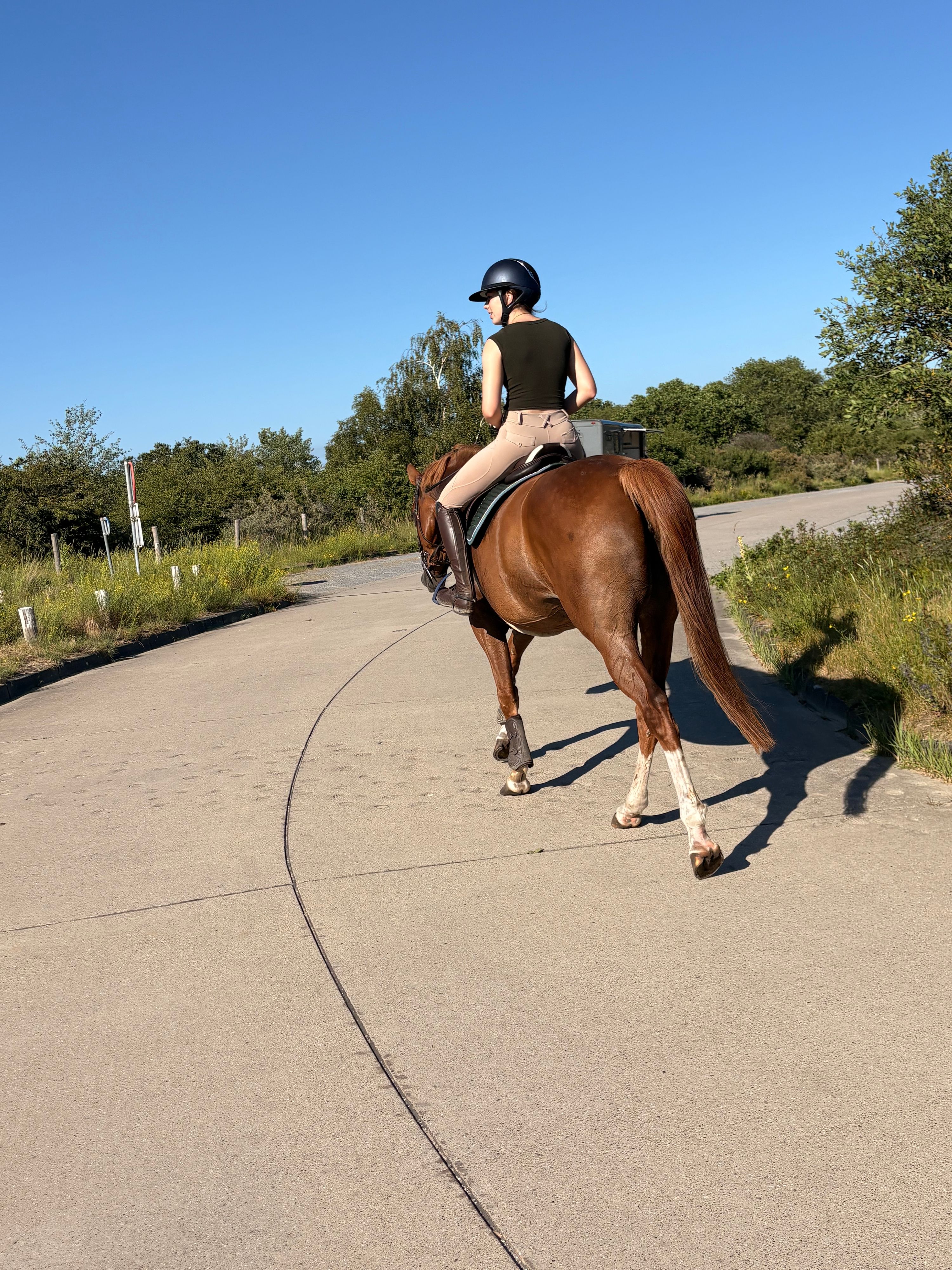 zangersheide recreatie-paard merrie 7 years old vos for sale - Photo 3