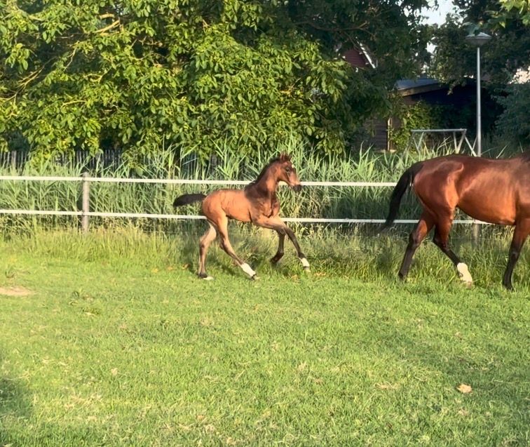 kwpn dressuurpaard hengst 0 years old donkerbruin for sale - Photo 3