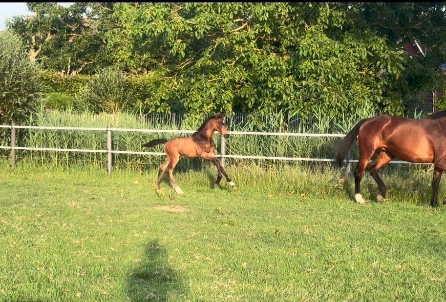 kwpn dressuurpaard hengst 0 years old donkerbruin for sale - Photo 4