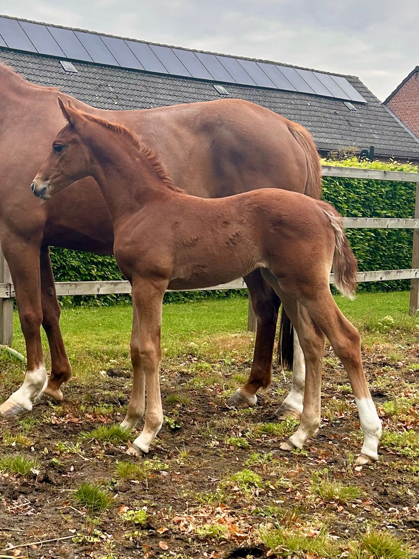 oldenburg dressuurpaard merrie 0 years old vos for sale - Photo 4