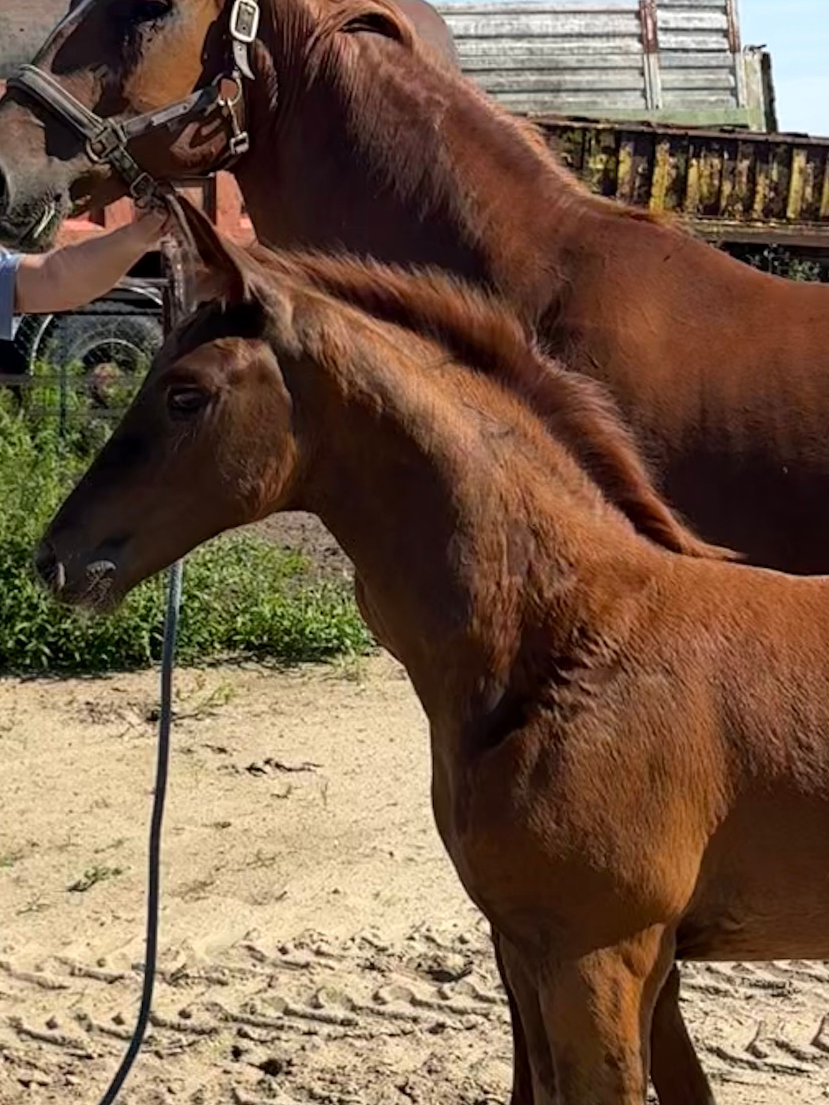 oldenburg dressuurpaard merrie 0 years old vos for sale - Photo 3
