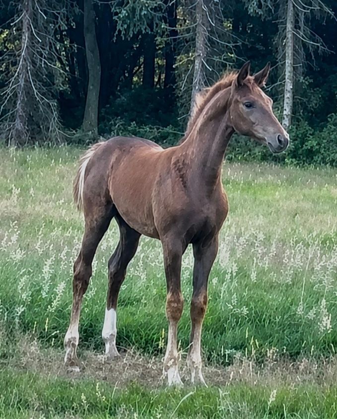 Filly Fidertanz from the damline of Fürstenball